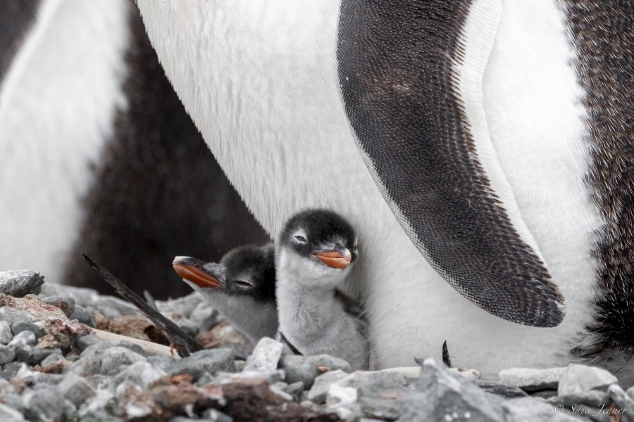 HDS26-24, Day 14, Gentoo penguin chick 2 © Sara Jenner - Oceanwide Expeditions.jpg