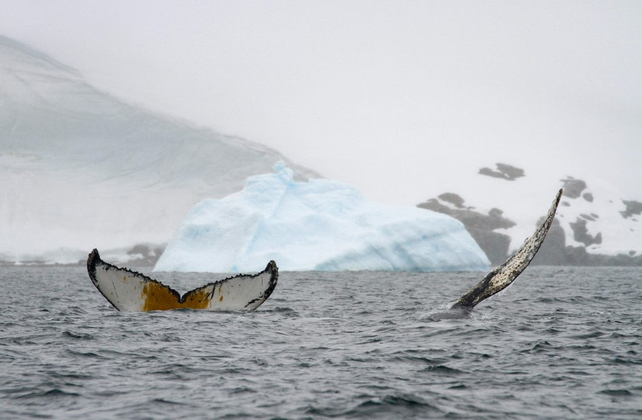 Orne Harbour, Foyn Harbour , Antarctica