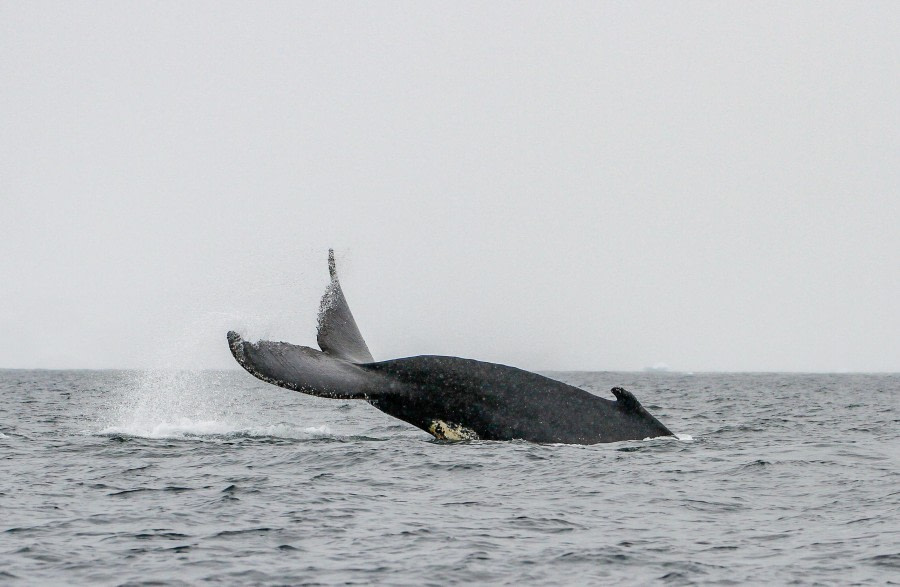 HDS26-24, Day 15, FoynHarbour_FelicityJ-6 © Felicity Johnson - Oceanwide Expeditions.jpg