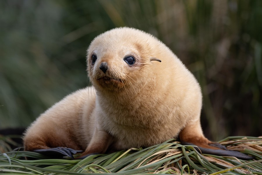 HDS26-24, Day 9, Fur seal pup 2 © Sara Jenner - Oceanwide Expeditions.jpg