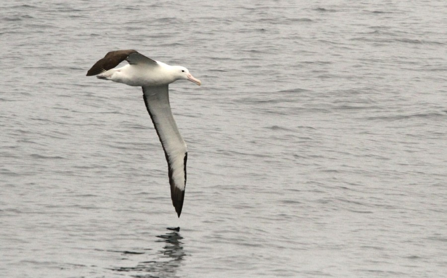 At Sea, sailing towards the Falkland Islands