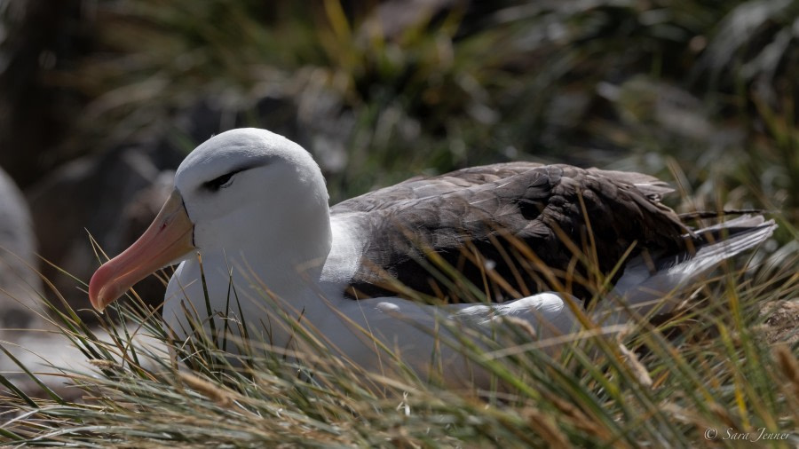 HDS26-24, Day 3, Black browed albatross 1 © Sara Jenner - Oceanwide Expeditions.jpg