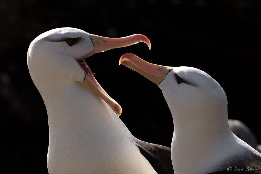 HDS26-24, Day 3, Black browed albatross 3 © Sara Jenner - Oceanwide Expeditions.jpg