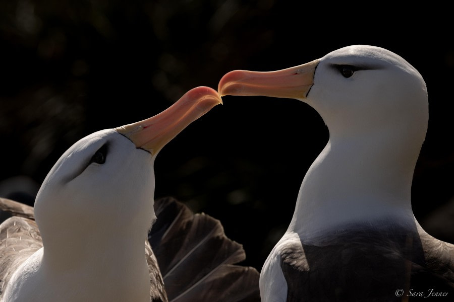 HDS26-24, Day 3, Black browed albatross 5 © Sara Jenner - Oceanwide Expeditions.jpg