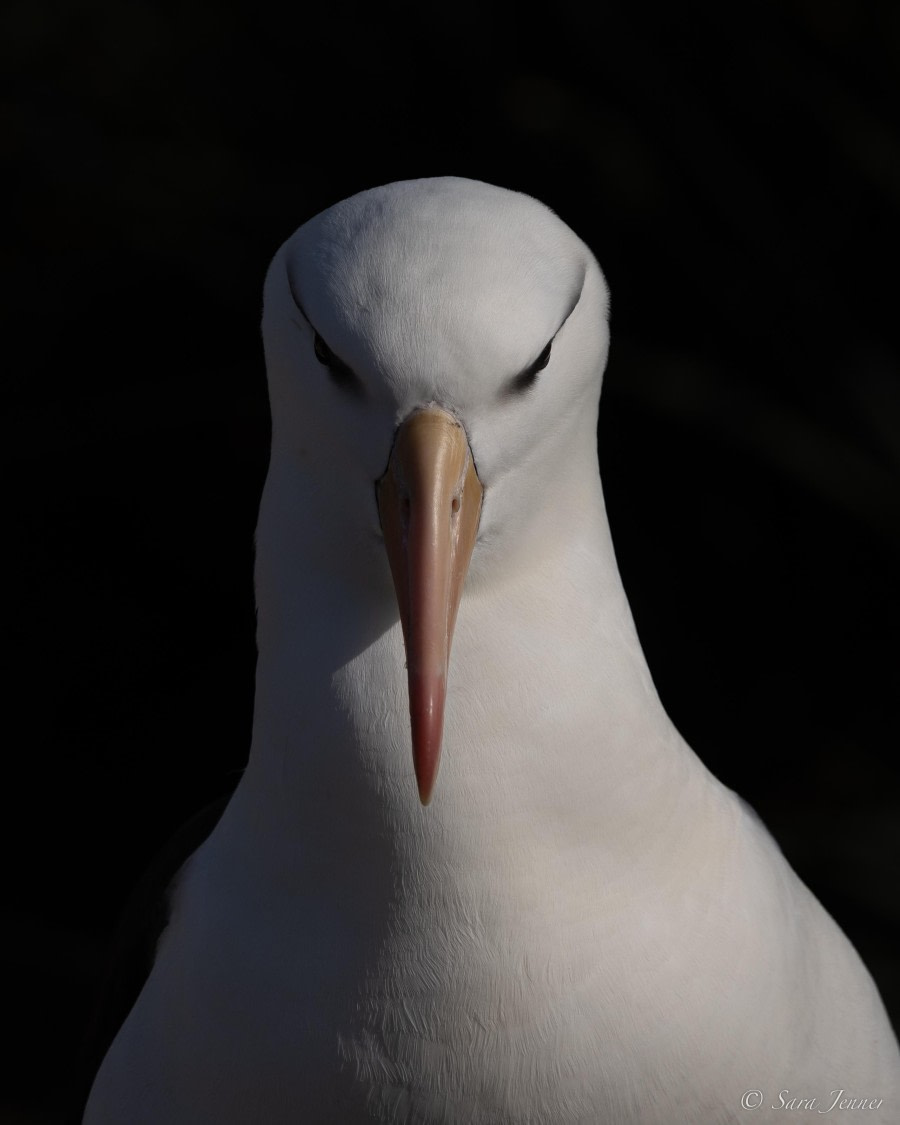 HDS26-24, Day 3, Black browed albatross 7 © Sara Jenner - Oceanwide Expeditions.jpg