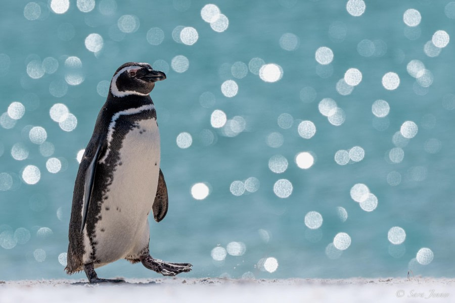 HDS26-24, Day 3, Magellanic penguin (1) © Sara Jenner - Oceanwide Expeditions.jpg