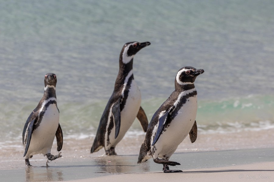 HDS26-24, Day 3, Magellanic penguin (5) © Sara Jenner - Oceanwide Expeditions.jpg