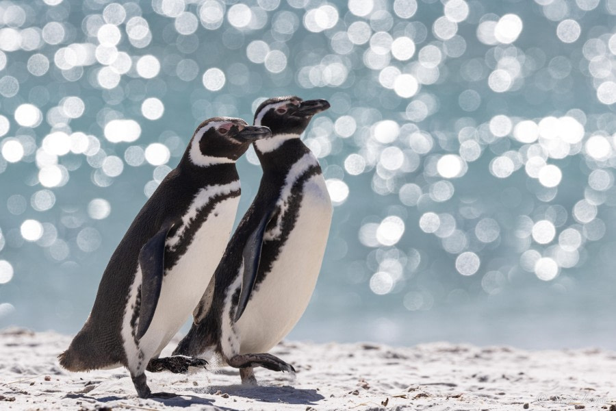 HDS26-24, Day 3, Magellanic penguin (8) © Sara Jenner - Oceanwide Expeditions.jpg