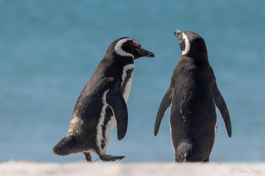 HDS26-24, Day 3, Magellanic penguin (9) © Sara Jenner - Oceanwide Expeditions.jpg