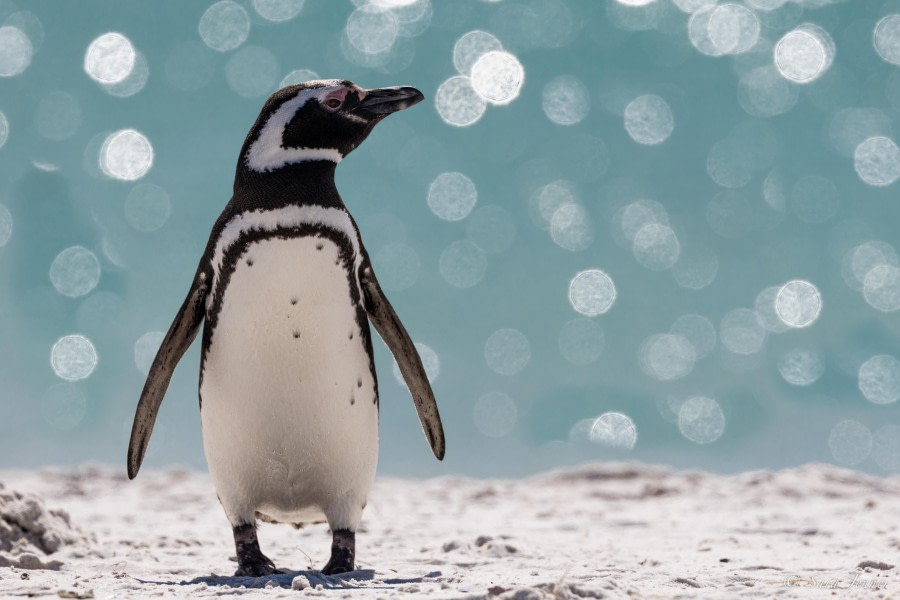 HDS26-24, Day 3, Magellanic penguin 2 © Sara Jenner - Oceanwide Expeditions.jpg