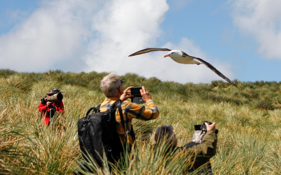 Carcass Island and West Point Island, Falkland Islands