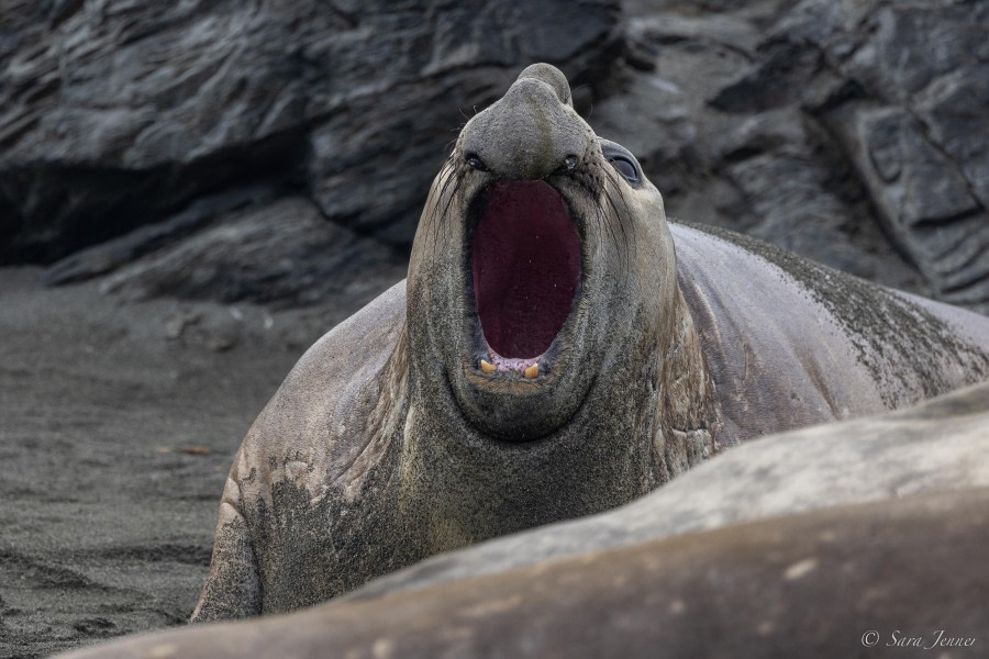 HDS26-24, Day 7, Elephant Seal 3 © Sara Jenner - Oceanwide Expeditions.jpg