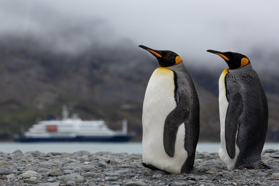 HDS26-24, Day 7, King penguins 3 © Sara Jenner - Oceanwide Expeditions.jpg