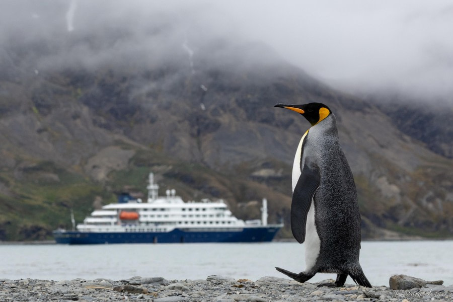 HDS26-24, Day 7, King penguins 4 © Sara Jenner - Oceanwide Expeditions.jpg