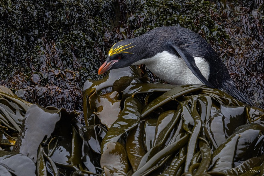 HDS26-24, Day 7, Macaroni Penguin 3 © Sara Jenner - Oceanwide Expeditions.jpg