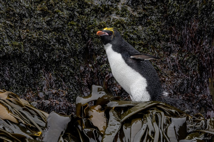 HDS26-24, Day 7, Macaroni Penguin 4 © Sara Jenner - Oceanwide Expeditions.jpg