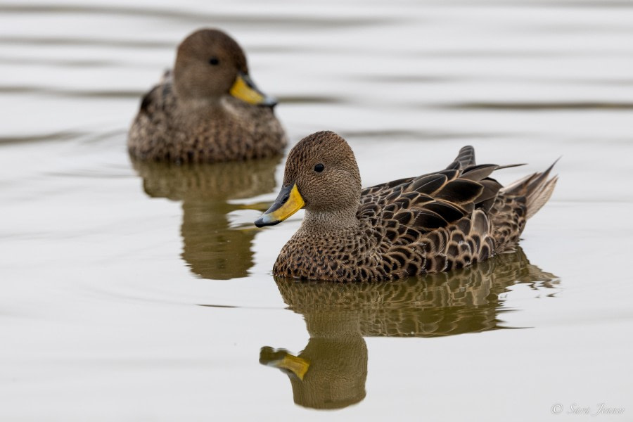 HDS26-24, Day 7, SG pintail 3 © Sara Jenner - Oceanwide Expeditions.jpg