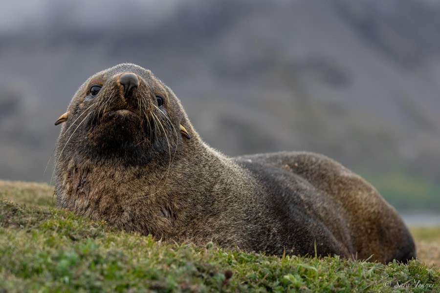 HDS26-24, Day 8, Fur Seal 1 © Sara Jenner - Oceanwide Expeditions.jpg