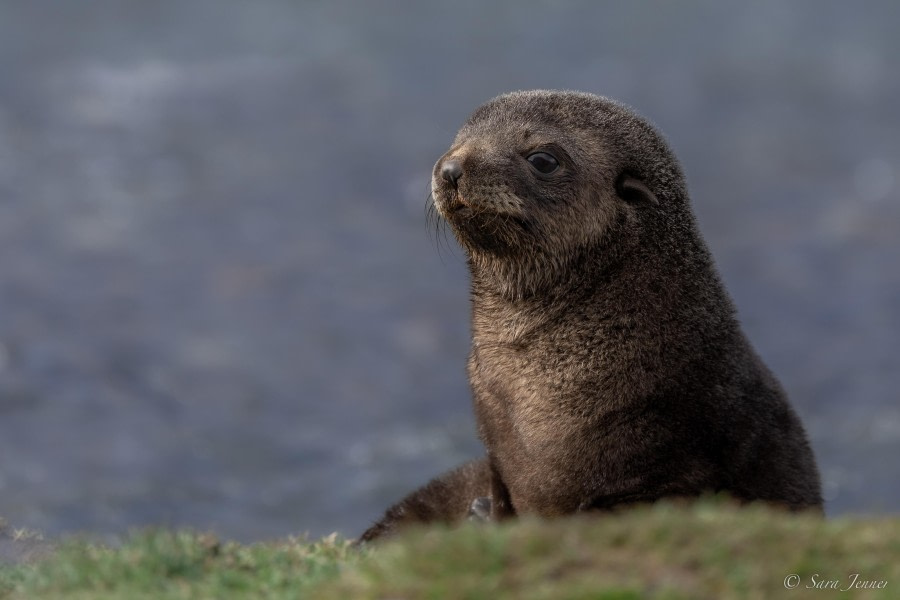 HDS26-24, Day 8, Fur seal pup 3 © Sara Jenner - Oceanwide Expeditions.jpg