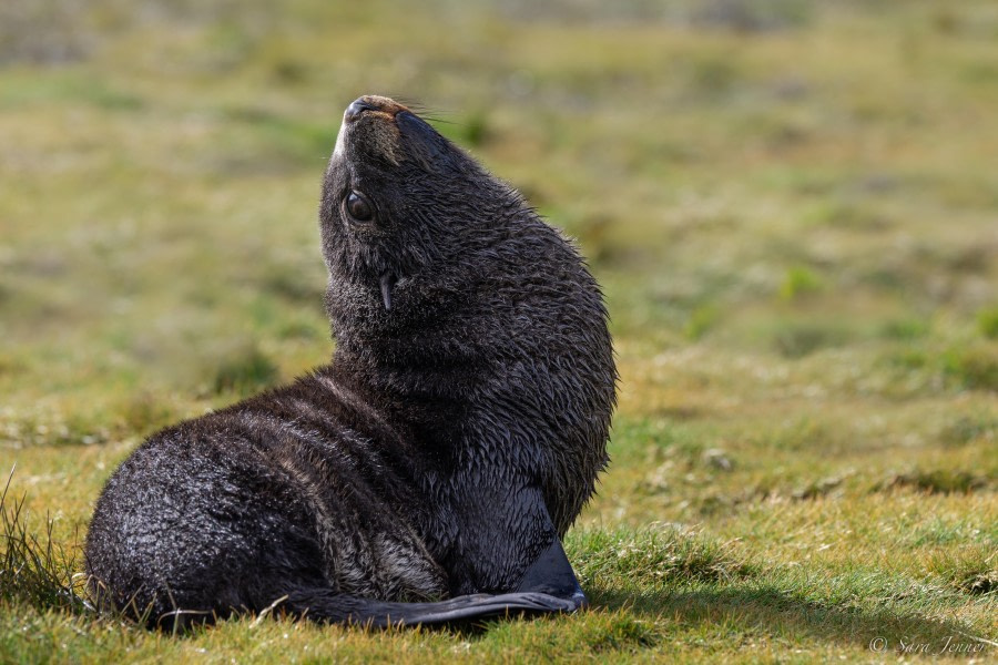 HDS26-24, Day 8, Fur Seal pup 4 © Sara Jenner - Oceanwide Expeditions.jpg