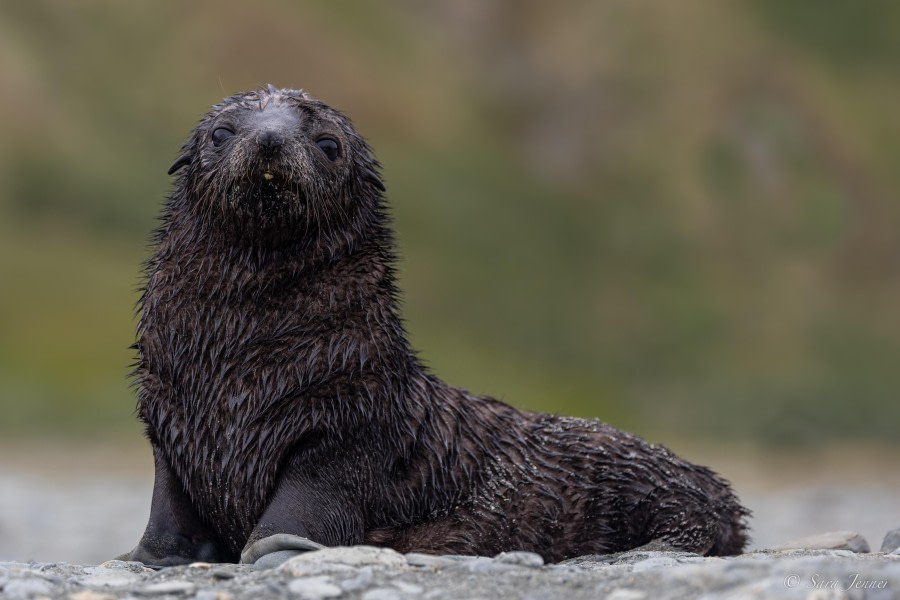 HDS26-24, Day 8, Fur Seal pup 5 © Sara Jenner - Oceanwide Expeditions.jpg