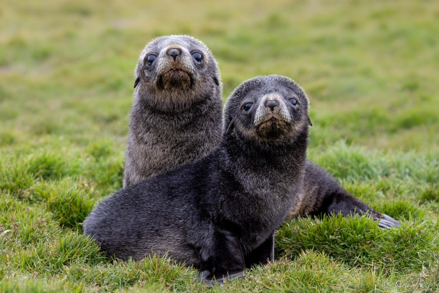 HDS26-24, Day 8, Fur Seal pups 1 © Sara Jenner - Oceanwide Expeditions.jpg