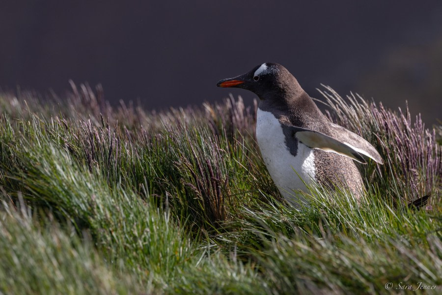 HDS26-24, Day 8, Gentoo penguin 1 © Sara Jenner - Oceanwide Expeditions.jpg