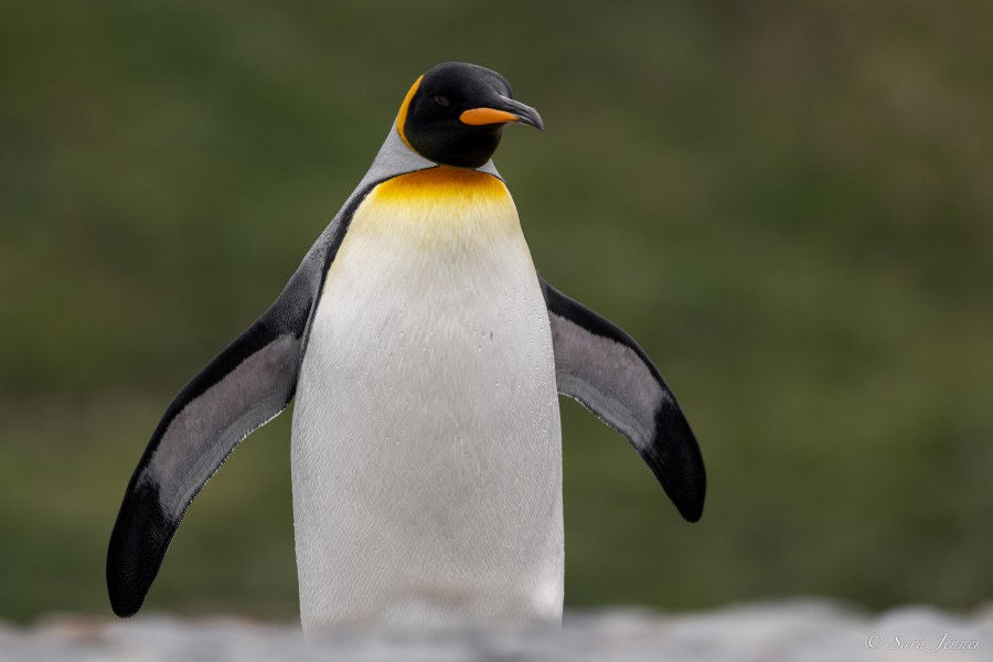 HDS26-24, Day 8, King Penguin 6 © Sara Jenner - Oceanwide Expeditions.jpg