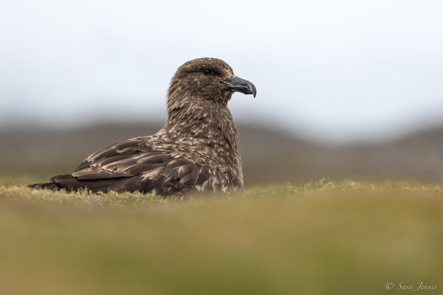 HDS26-24, Day 8, Skua © Sara Jenner - Oceanwide Expeditions.jpg