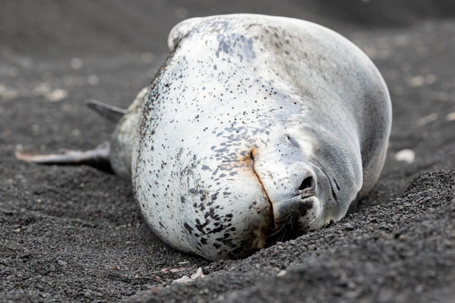 OTL27-24, Day 4, Leopard Seal @  Charlotte Taplin - Oceanwide Expeditions.jpg