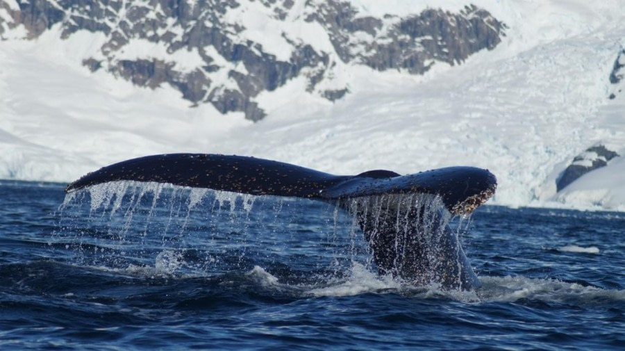 OTL27-24, Day 5, Humpback whale @ Unknown photographer - Oceanwide Expeditions.jpg