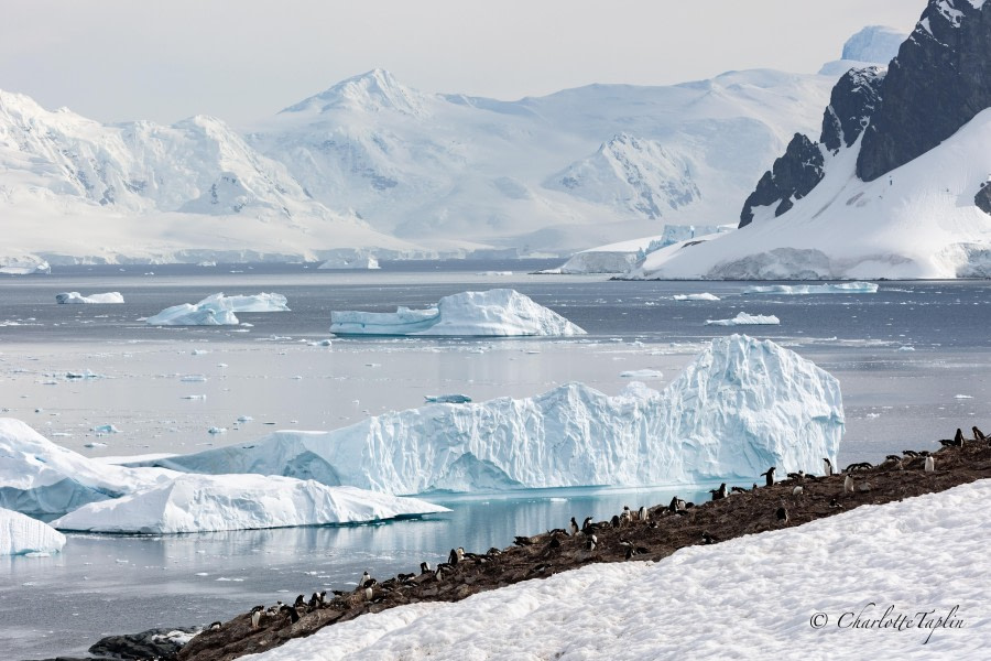 OTL27-24, Day 6, Gentoo colony @  Charlotte Taplin - Oceanwide Expeditions.jpg