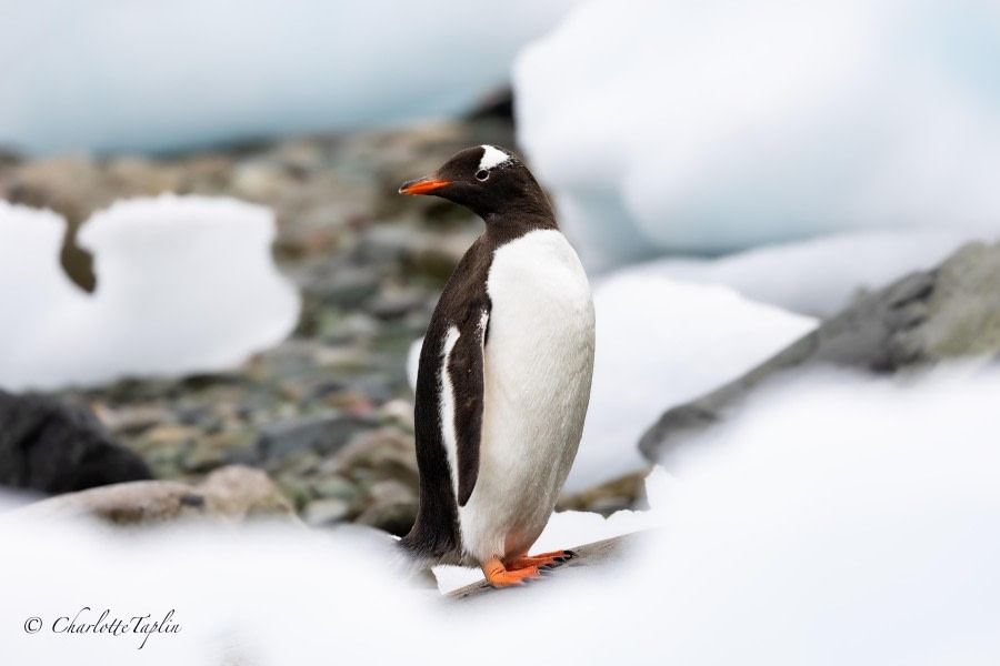 OTL27-24, Day 6, Gentoo Penguin @  Charlotte Taplin - Oceanwide Expeditions.jpg