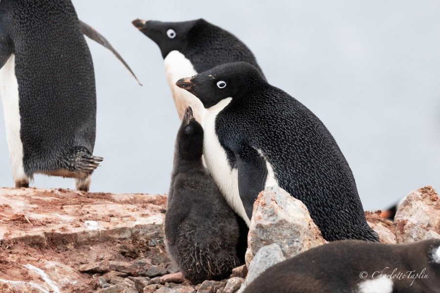 OTL27-24, Day 7, Adelie penguins @  Charlotte Taplin - Oceanwide Expeditions.jpg
