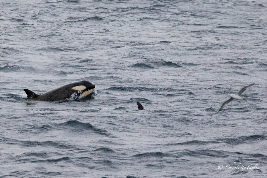 OTL27-24, Day 7, Orca @  Charlotte Taplin - Oceanwide Expeditions.jpg