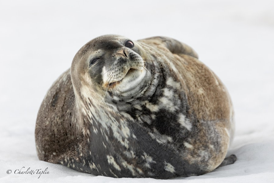 OTL27-24, Day 7, Weddell Seal @  Charlotte Taplin - Oceanwide Expeditions.jpg