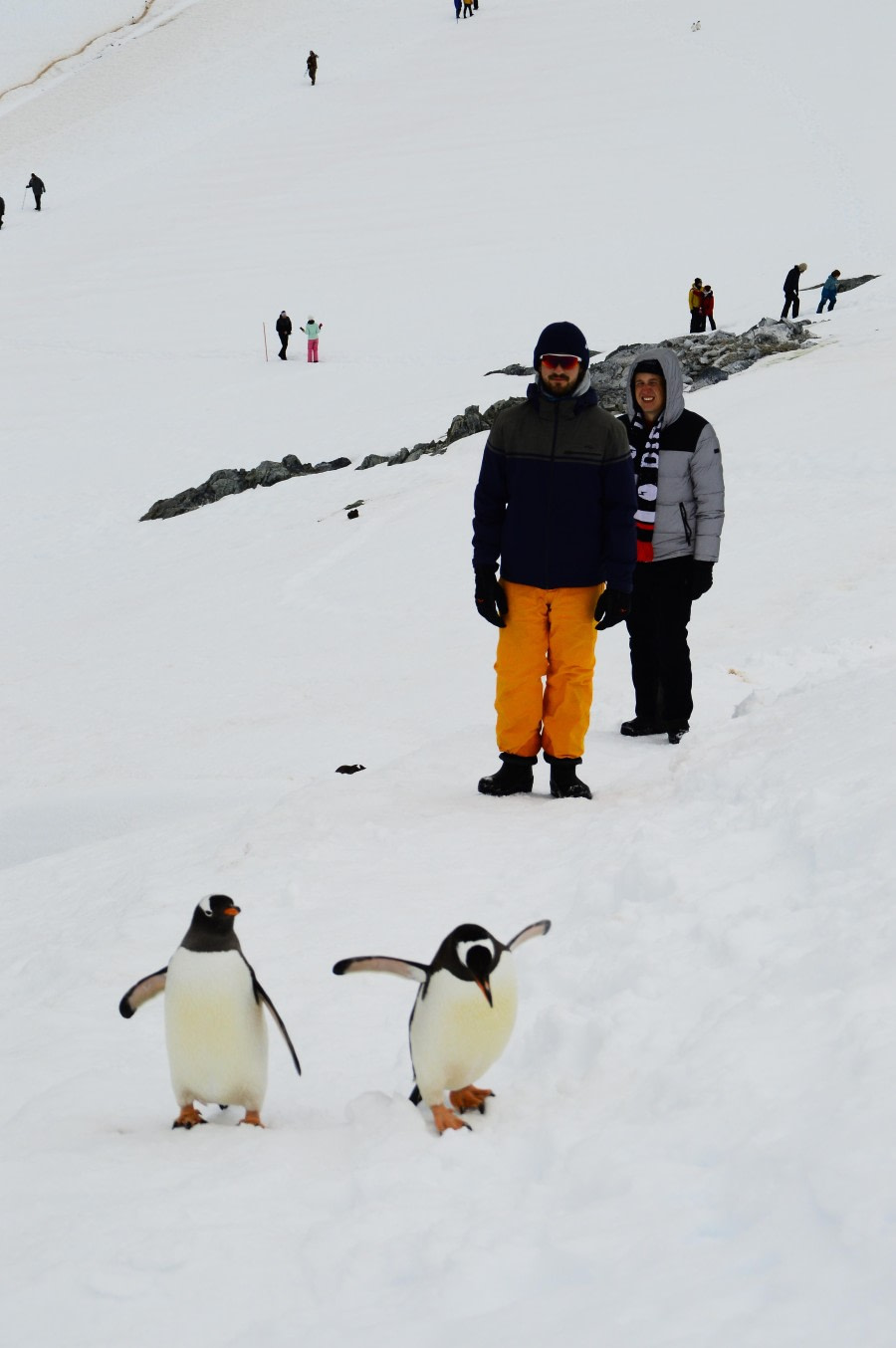 OTL27-24, Day 8, A walk with penguins @  Esther Josten - Oceanwide Expeditions.JPG