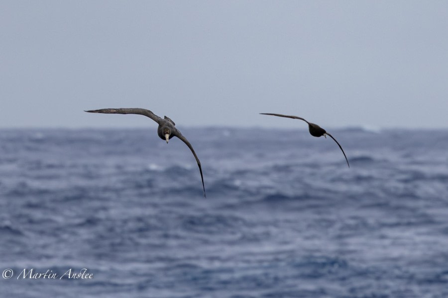 HDS27-24, Day 3, 088A0534 © Martin Anstee - Oceanwide Expeditions.jpg