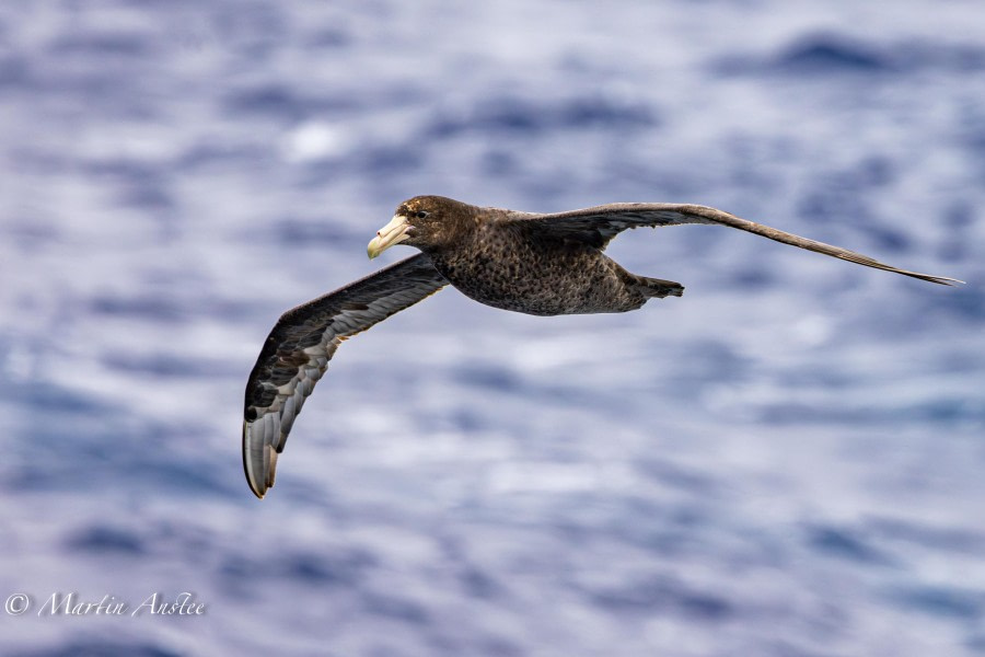 At sea, sailing south across the Drake Passage