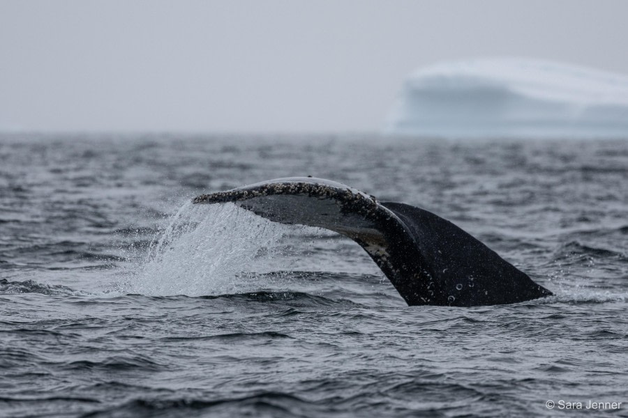 HDS27-24, Day 7, _51A2689 © Sara Jenner - Oceanwide Expeditions.jpg