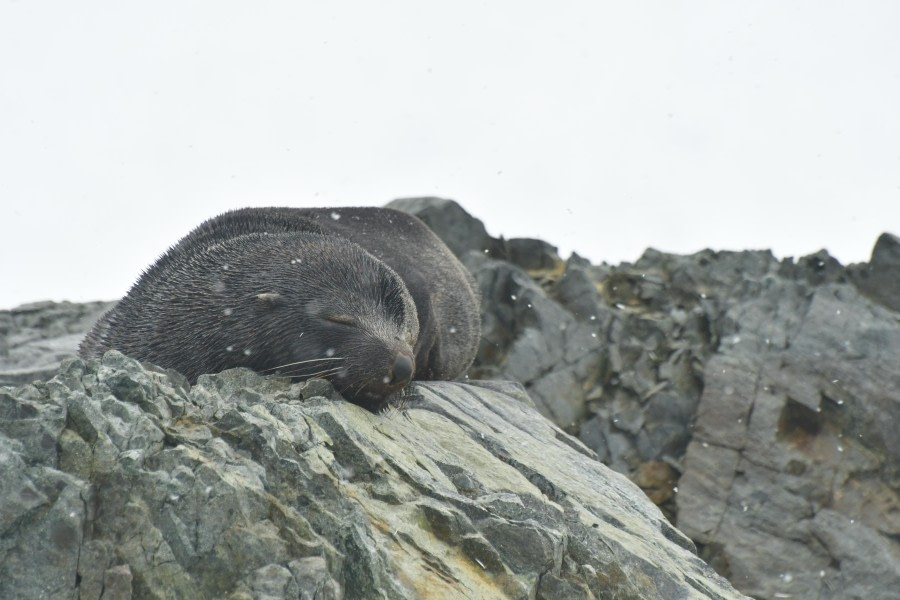 HDS27-24, Day 7, Antarctic fur seal © Hazel Pittwood - Oceanwide Expeditions.JPG