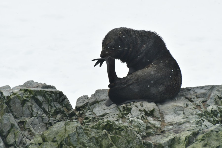 HDS27-24, Day 7, Antarctic fur seal 2 © Hazel Pittwood - Oceanwide Expeditions.JPG