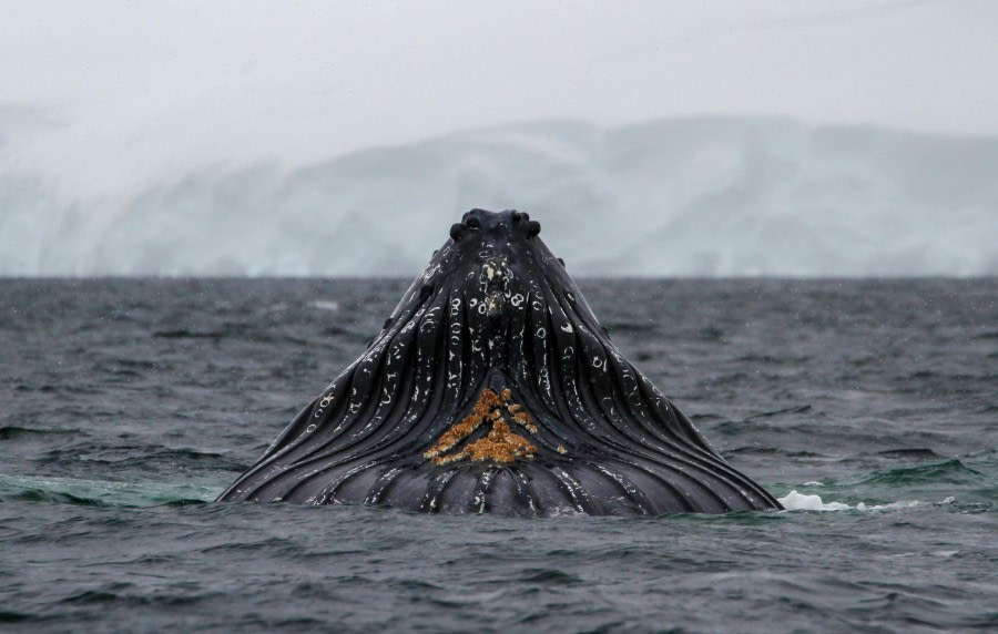 HDS27-24, Day 7, Foyn-2 © Felicity Johnson - Oceanwide Expeditions.jpg