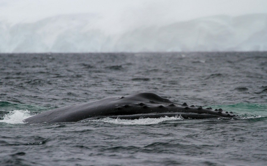 HDS27-24, Day 7, Foyn-3 © Felicity Johnson - Oceanwide Expeditions.jpg