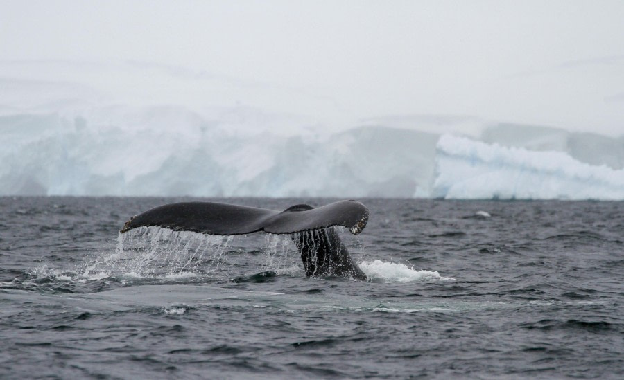 HDS27-24, Day 7, Foyn-6 © Felicity Johnson - Oceanwide Expeditions.jpg