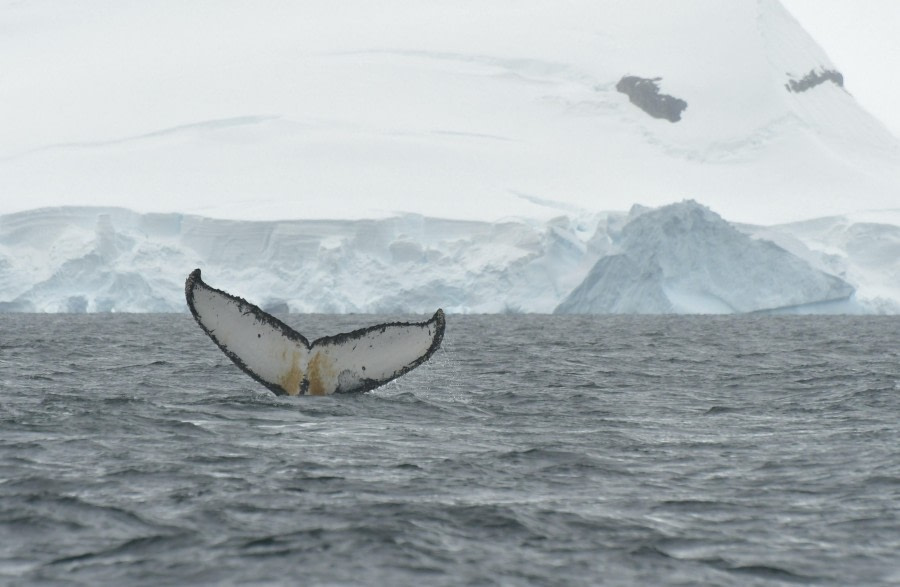 HDS27-24, Day 7, Humpback fluke 2 © Hazel Pittwood - Oceanwide Expeditions.JPG