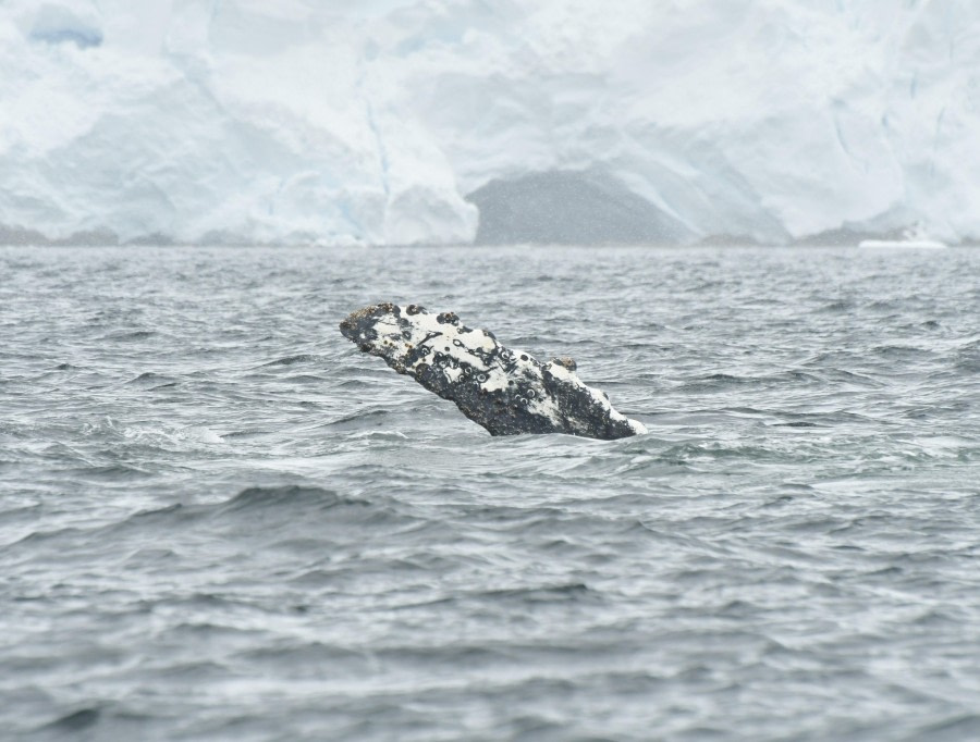 HDS27-24, Day 7, Pectoral flipper humpback © Hazel Pittwood - Oceanwide Expeditions.JPG