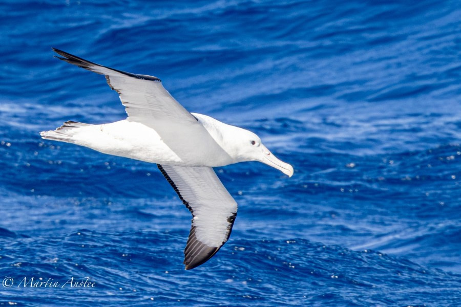 At sea, sailing north across the Drake Passage