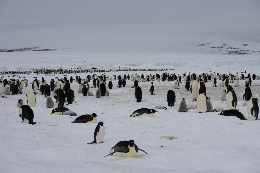 OTL23-23_Day4_Snow-Hill-Island_Antarctica-WeddellSea © Alexandra den Dikken_OEX_IMG_5141.jpeg