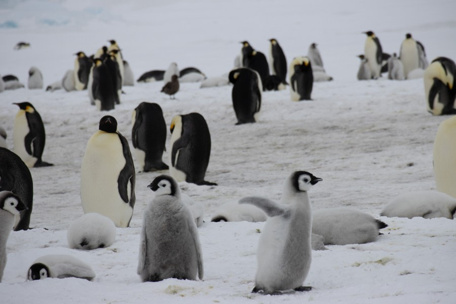 OTL23-23_Day4_Snow-Hill-Island_Antarctica-WeddellSea © Alexandra den Dikken_OEX_IMG_5170.jpeg